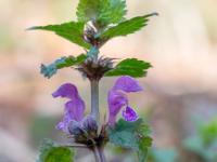 Gefleckte Taubnessel